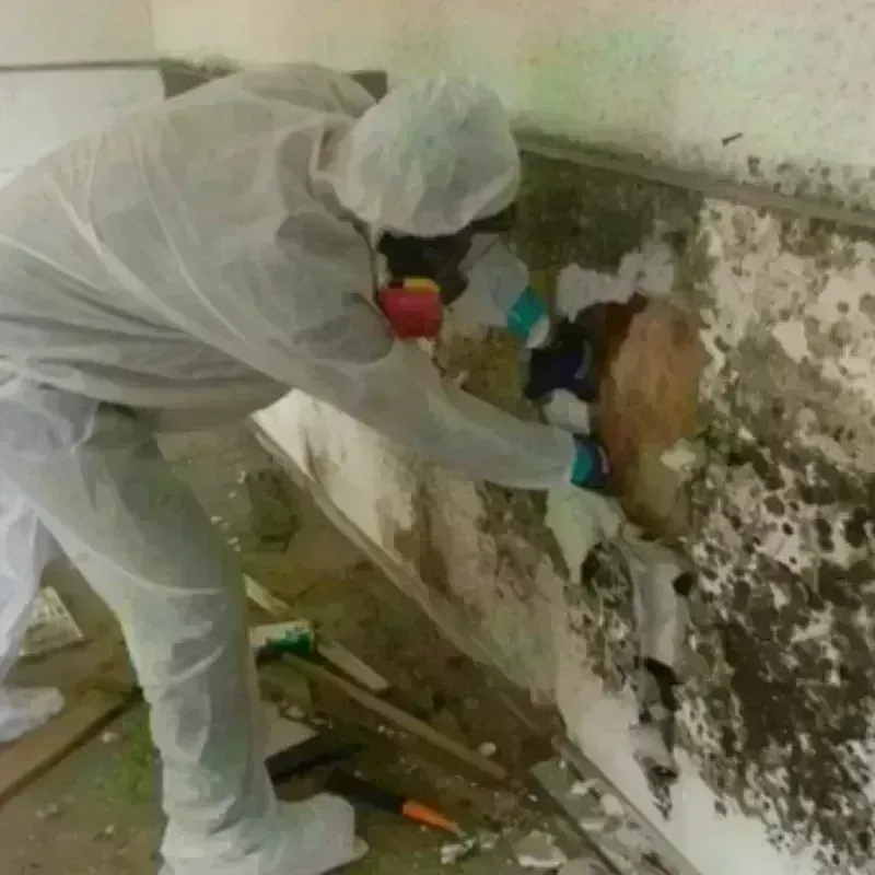 Mold Remediation and Removal in Fairfield, TX